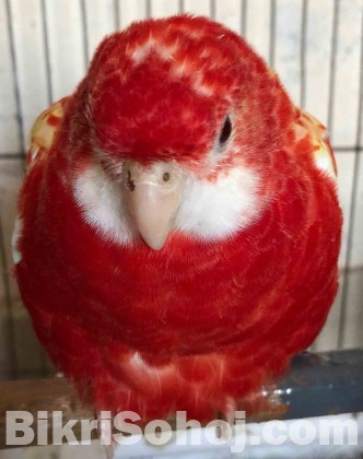 RUBINO ROSELLA ADULT FEMALE